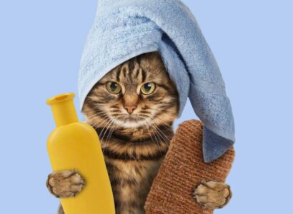 Hora del baño para tu gato: Cuidados, tips y productos ideales