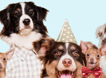 Celebraciones con estilo: Accesorios para perros en Amapet