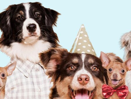 Celebraciones con estilo: Accesorios para perros en Amapet