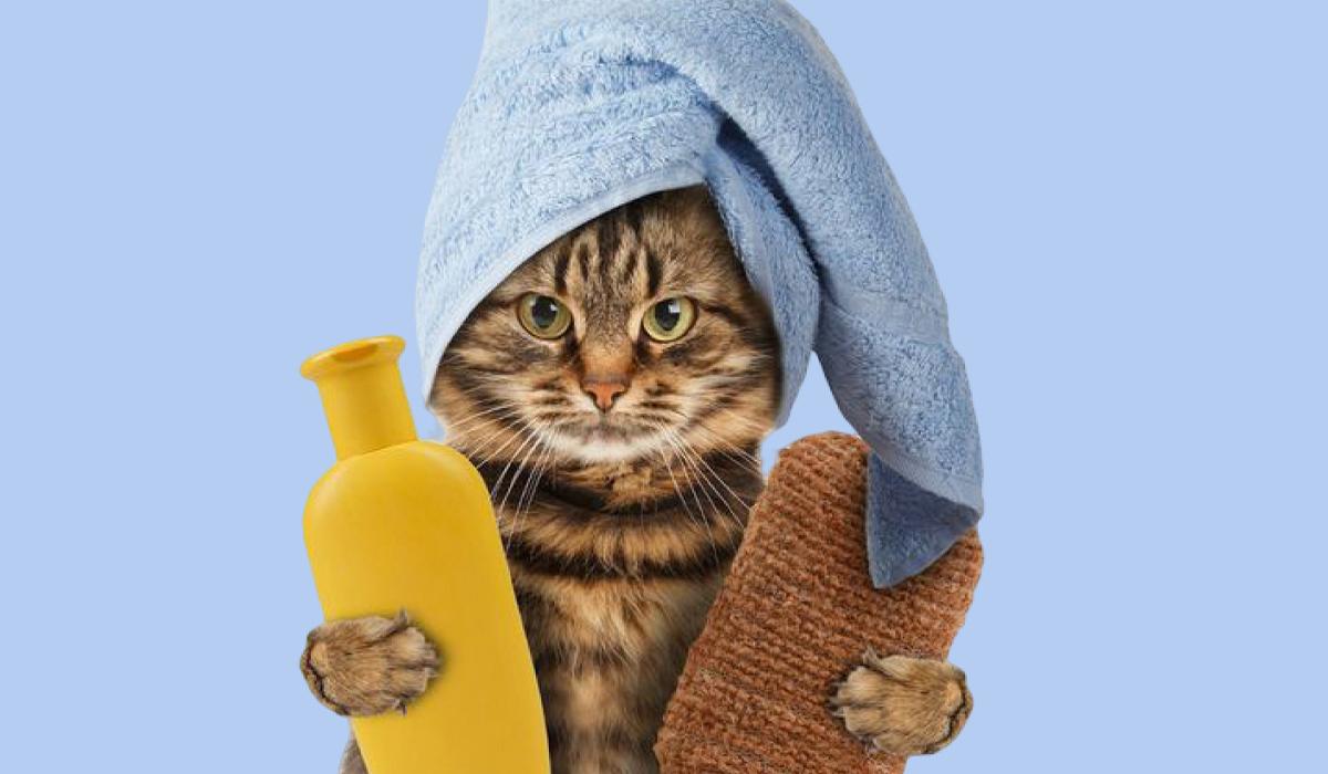 Hora del baño para tu gato: Cuidados, tips y productos ideales