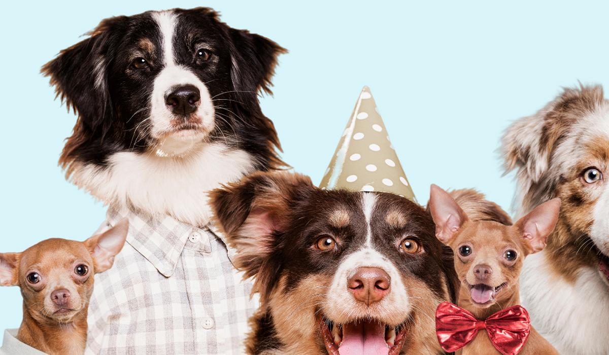 Celebraciones con estilo: Accesorios para perros en Amapet